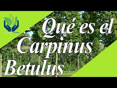 Video: Carpe Común (24 Fotos): Descripción Del Carpe Caucásico (europeo), Hoja Y Altura Del árbol Carpinus Betulus Fastigiata, Datos Interesantes