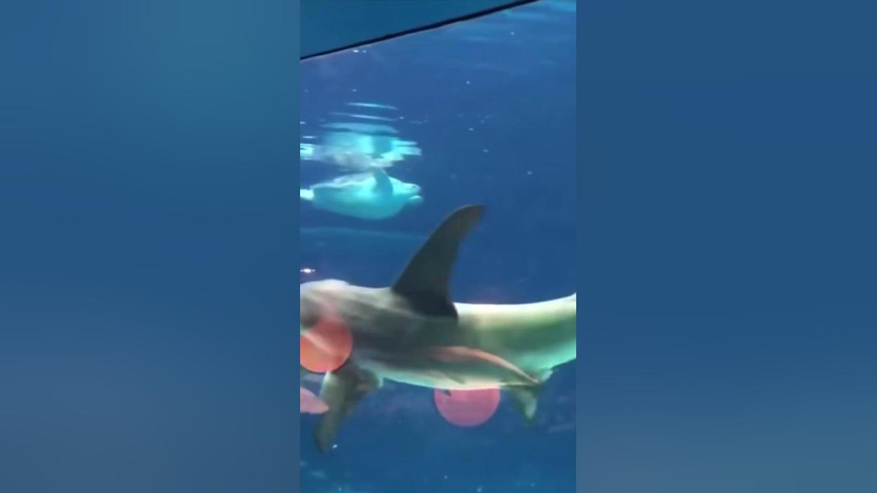 Hammerhead Shark Attacks Stingray At Adventure Aquarium Hammerhead Shark Attacks Sting Ray At Aquarium! #shorts - YouTube