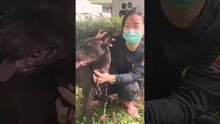 哈囉大家好，我是小帥哥，我叫皮皮。喜歡我的朋友可以來板橋動物之家找我互動喔！💖