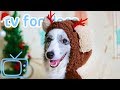 Xmas TV for Dogs! Step Into Christmas Classic Relaxing Dog Music & TV