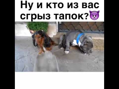 Кто сгрыз тапок