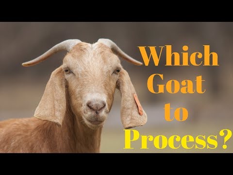 Which Goat to Butcher and When