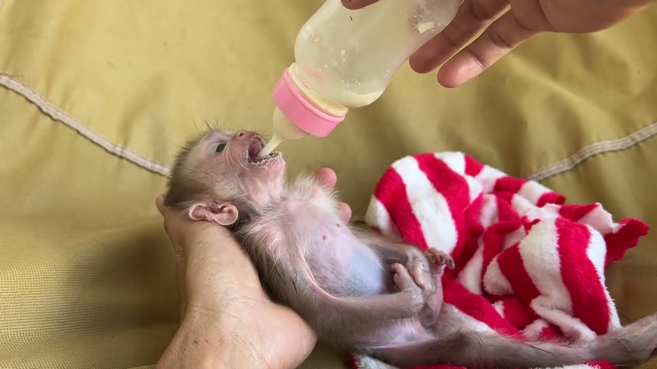 Need .........................(ˉ﹃ˉ)