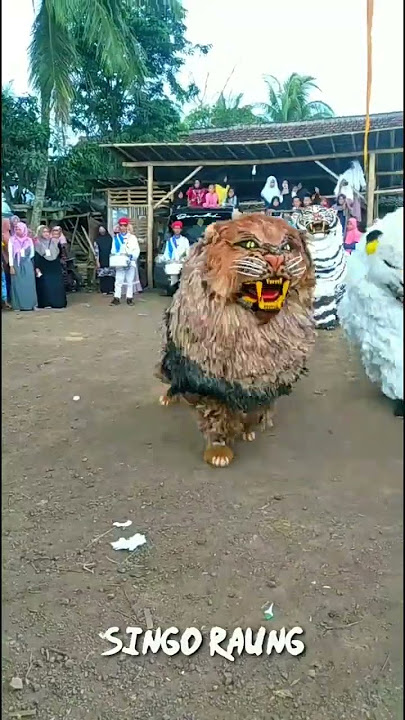 Can macanan singo Raung terbaru salto kedepan 2 kali