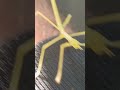 Found a new friend