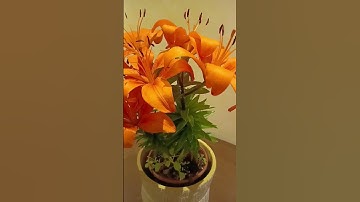 TIGER LILY FLOWERS! #herajam #shorts #viral #trending #asmr #riyadh