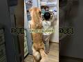 あれから３年経っても♪ #goldenretreiver