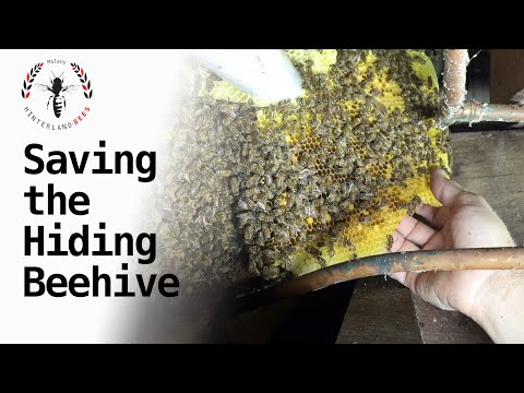 Removing a Very Awkward Beehive.