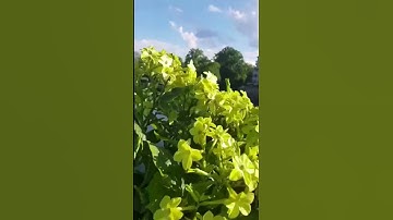 /هوا الذي ارسل رسوله بالهدى /مقطع قران قصير تلاوة خاشعة من روائع الشيخ خالد الجليل