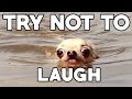 TRY NOT TO LAUGH 99.999999% WILL LAUGH!