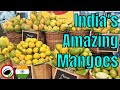 Why indian mangoes are amazing  side by side comparison  weird fruit explorer in india  ep 315