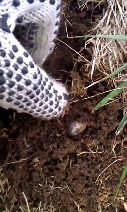 ProLawnPlus Grubs In Lawn YouTube