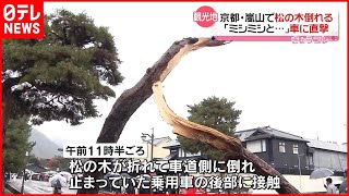 【突然】道路脇の松の木が車に直撃  京都・嵐山
