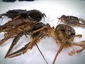 Ловля КРУПНЫХ РАКОВ ЗИМОЙ на удочку| Catching large crayfish in the winter for bait