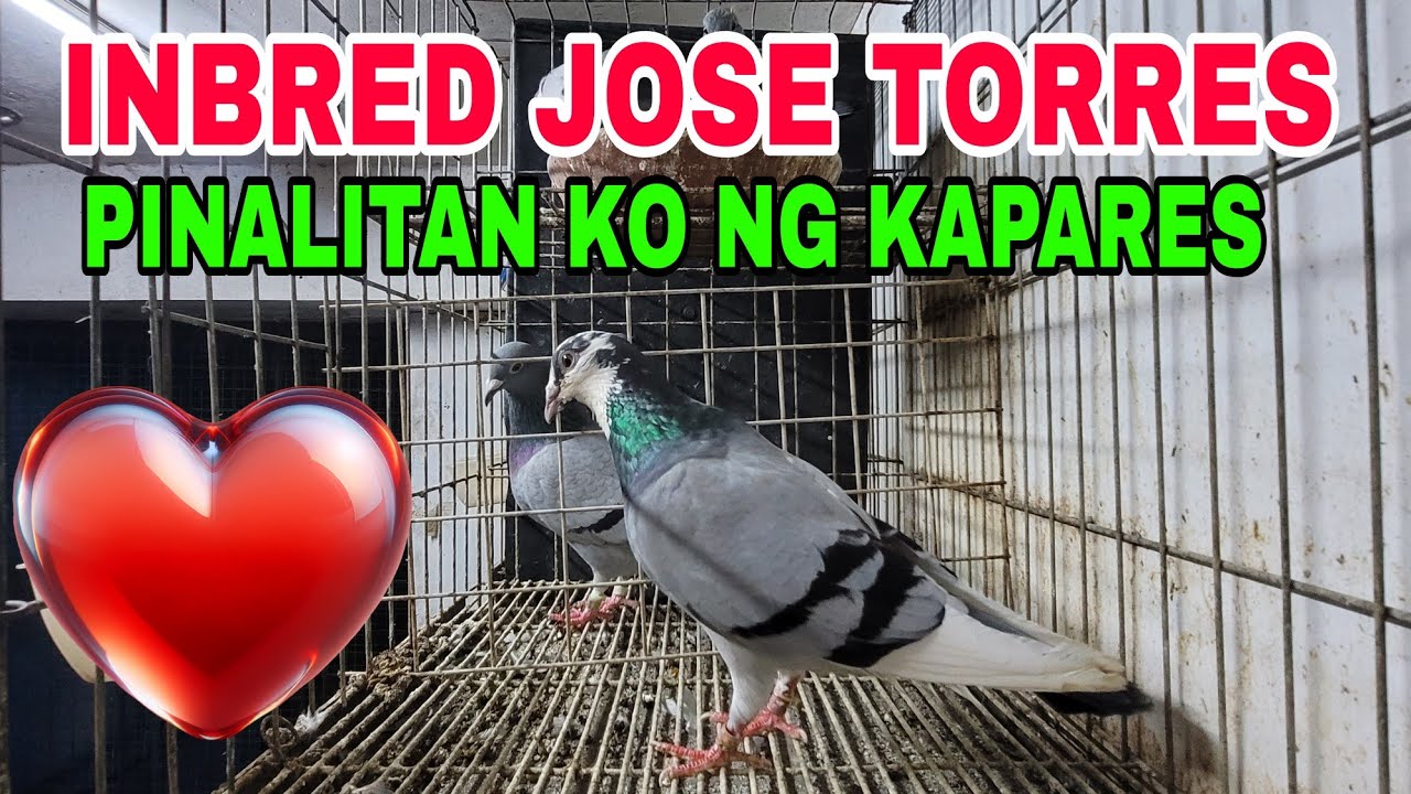 AFTER 3 DAYS NAKAPAG PALIPAD DIN TAYO /  INBRED JOSE TORRES PINALITAN KO NG KAPARES #benchsison