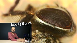 شاهد ذبابة ينبت لها شعر