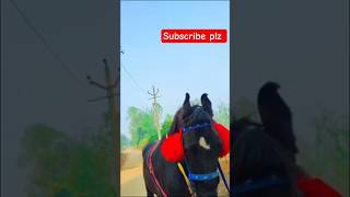 beautifull colt #yt #farming #youtubeshorts #horse #horsefarming