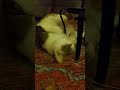 Goonty the cat is upside down