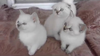 #4 КОТИКИ ВПЕРЁД смешные животные FUNNY ANIMALS animais engraçados animales divertidos अजीब जानवरों #4 КОТИКИ ВПЕРЁД смешные животные FUNNY ANIMALS animais engraçados animales divertidos अजीब जानवरों