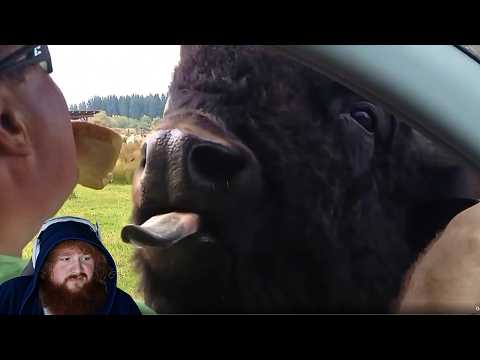 CaseOh reacting to more fail and animal videos