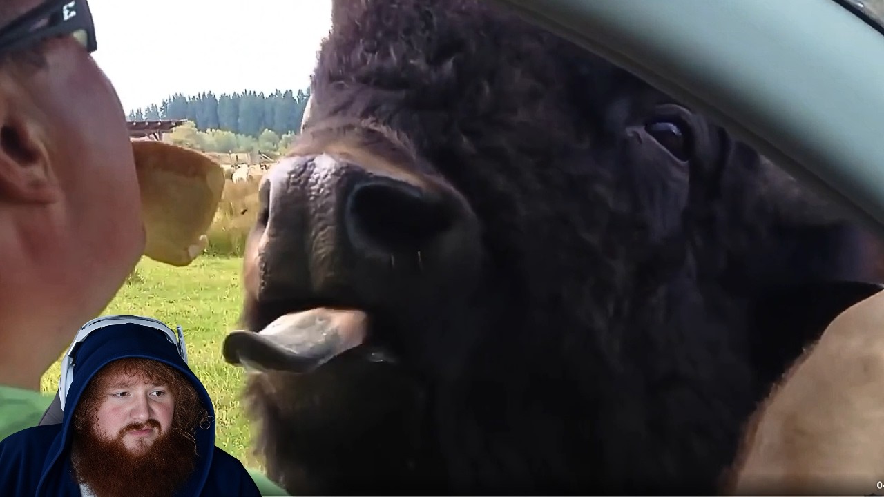 CaseOh reacting to more fail and animal videos