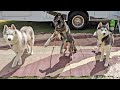 The Huskies LOVE the New RV and Camping!