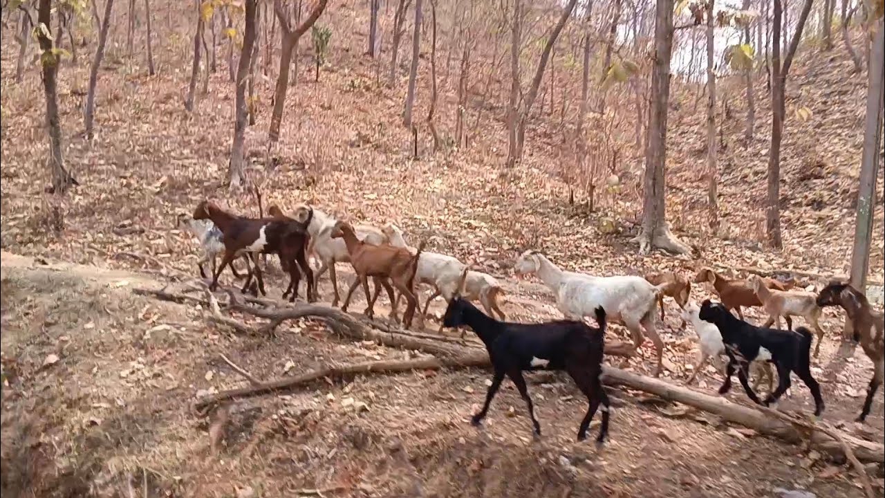 જંગલ વચ્ચે વસેલું ગામ અને ગામના લોકોની જીવન જીવવાની રીત કેવી હોય છે