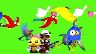 Birds Stampede Green Screenno Copyright Screen Effects