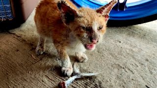 The hungry kitten kept crying, because it couldn't eat the fish's tail
