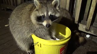 Nov 9th- Thursday Night with the Raccoons and Jim's Great Medical News