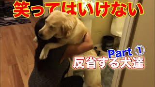 【Part①】反省する犬達の大爆笑面白動画に笑ってはいけない