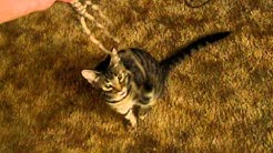 Jinx mau playing with his new toy