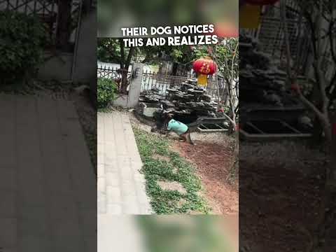 Video: Zástupce hrdinského šerifa šetří život psa - Později ten den zachrání ji znovu