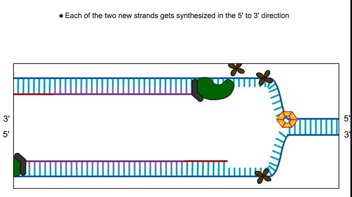 The newly synthesized dna strand during replication was made from the 5’ to 3’ direction.