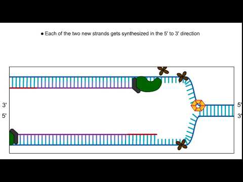 Wideo: Co jest potrzebne do syntezy nowej nici DNA?