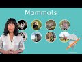 Mammals - Biology for Teens!