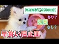 高速爆食いの子犬に早食い防止皿を使ってみたら？食事時間検証！！