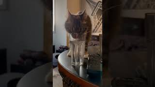 My Cat Drinks Water From A Tall Glass