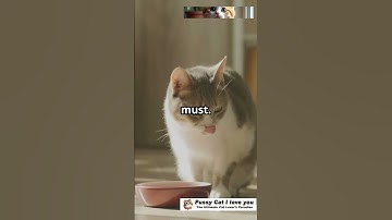 Taming Your Food-Aggressive Cat: Tips & Tricks!