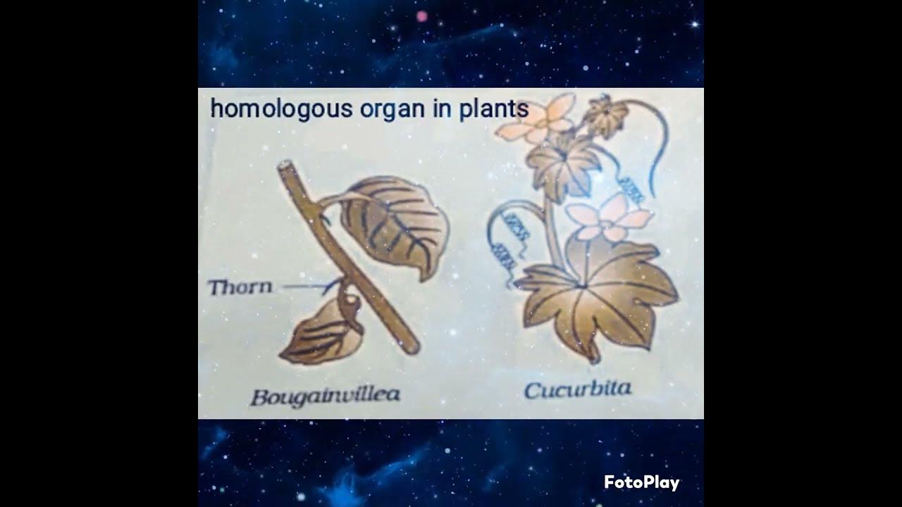 Homologous and analogous organ class 12 biology practical youtube