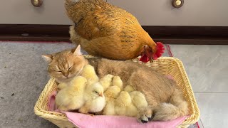 The kitten is a qualified mother of the chick,cuddling and sleeping.hen helpless cute animal video