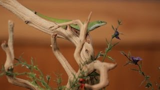 6 Care Tips for Green & Brown Anoles | Pet Reptiles
