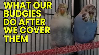 What Budgies Do When You Cover Them by Pet TV Australia 225 views 1 year ago 9 minutes, 47 seconds