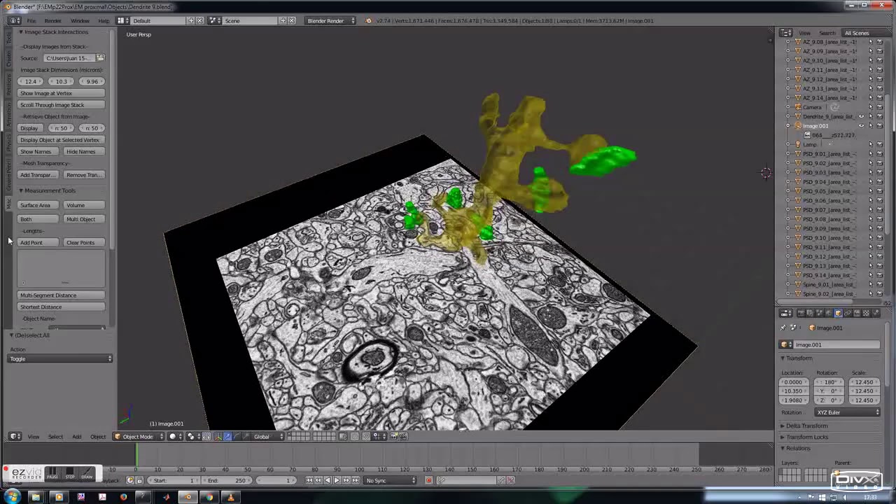 Serial block face scanning electron microscopy