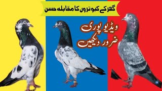 Home breed Pigeons in Beauty Contest