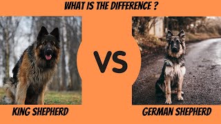 King Shepherd Vs German Shepherd: What is The Difference? by PawHub 349 views 2 years ago 11 minutes, 54 seconds