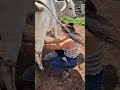 Funny Cow Milking Moment 😂 | Cow Tail Hits Girl While Milking | Farm Life Funny Video #villagelife