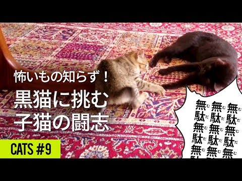おとなの黒猫にちょっかいを出す勇猛果敢な子猫