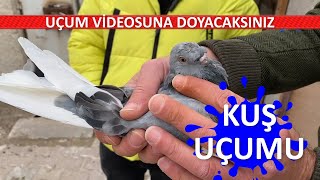 Taklacı Güvercin Sefer Videoları  Yunus Emre Tüfekçi Oyun Kuşu Güvercin Kümes Ziyareti