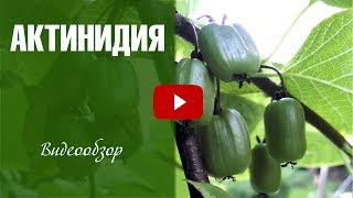 видео АКТИНИДИЯ. ЛУЧШИЕ СОРТА : Ягодные кустарники : Статьи : Фазенда